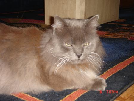 MON CHAT